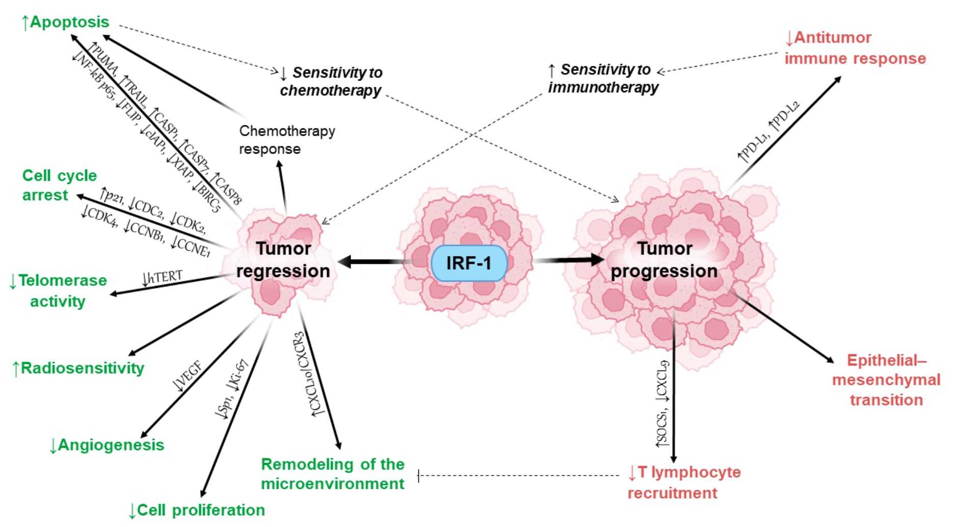 Tumor-suppressive and tumor-promoting functions of IRF1.jpg
